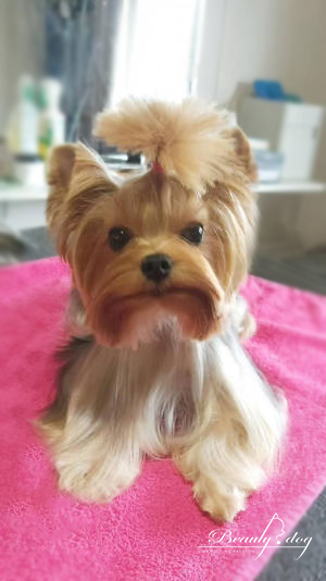 contact 2 beauty dog reunion 974