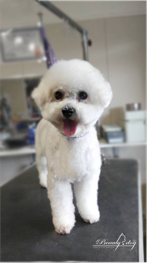 contact beauty dog reunion 974